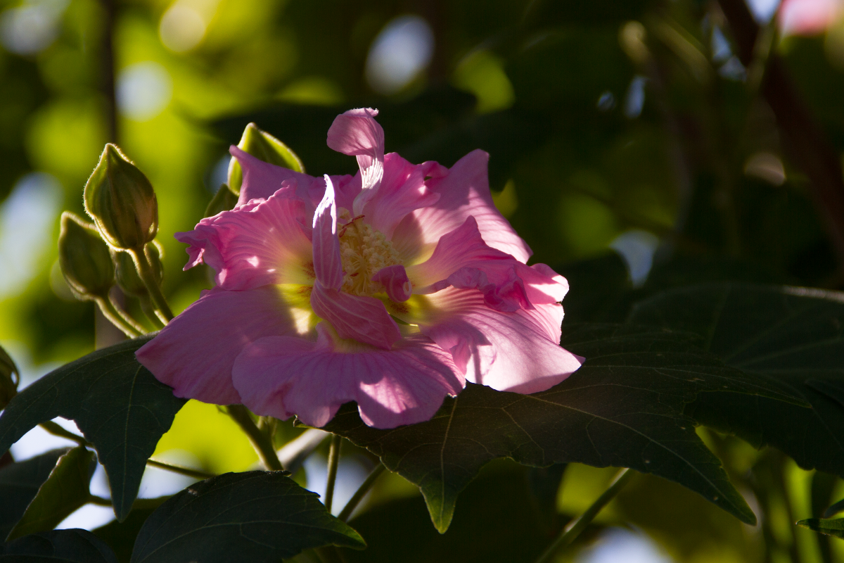 一億総評論家気取り ちづる
